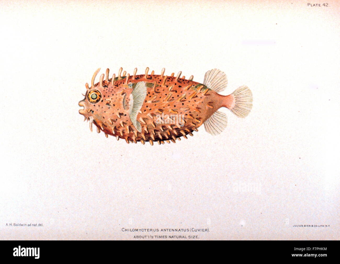 Illustration einer Chilomycterus Antennatus aus "The Fische von Porto Rico" Barton Warren Evermann (1853-1932), US-amerikanischer Ichthyologe und Millard Caleb Marsh (1872 – 1936). Datiert 1900 Stockfoto