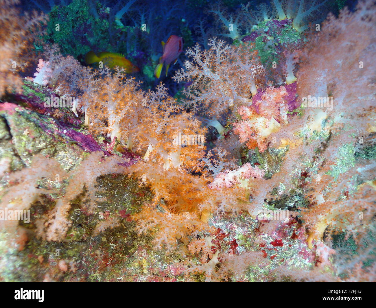 Bunte tropische Fische, Weichkorallen und Korb-Stars auf der Spitze einer vulkanische Wirbelsäule. Aus der Region Mariana Arc, westlichen Pazifischen Ozean. Vom Jahr 2004 Stockfoto