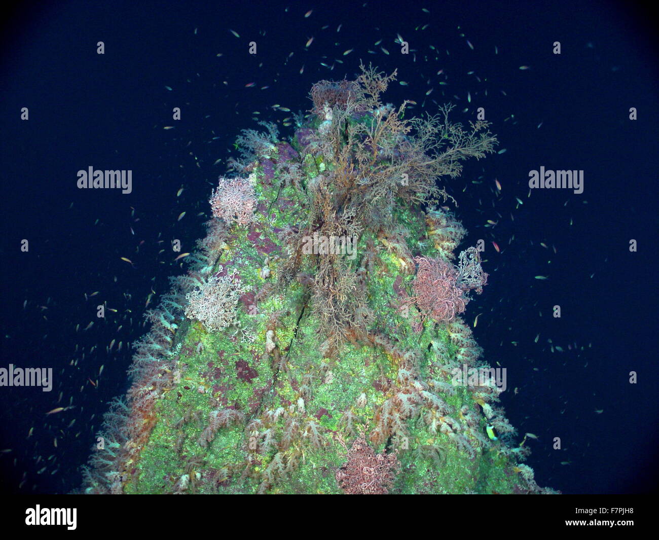 Spitze mit rosa Korb Seesterne bedeckt. Aus der Region Mariana Arc, westlichen Pazifischen Ozean. Vom Jahr 2004 Stockfoto