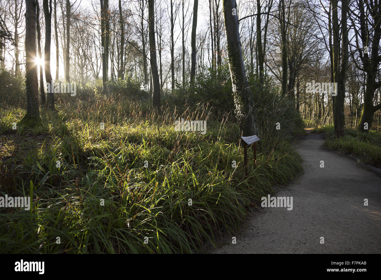 Die Morgensonne durchbrechen die Bäume auf dem Weg bis zu dem Tempel des Apollo in Stourhead, Wiltshire, im Januar. Stockfoto