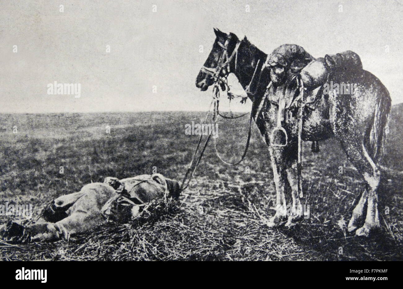 Ersten Weltkrieg Tote Deutsche Kavallerie Soldat Liegt Neben Seinem Pferd Frankreich 1914 Stockfotografie Alamy