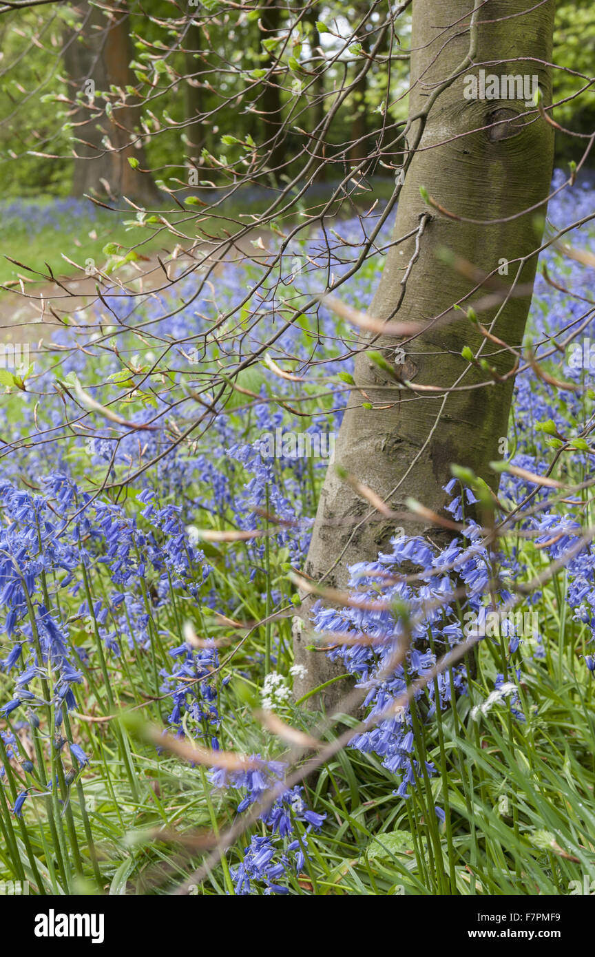 Die Gärten im Frühjahr in Rufford Old Hall, Lancashire. Rufford Old Hall ist mehr als 500 Jahre alt, und die Gärten sind viktorianischen Stil. Stockfoto