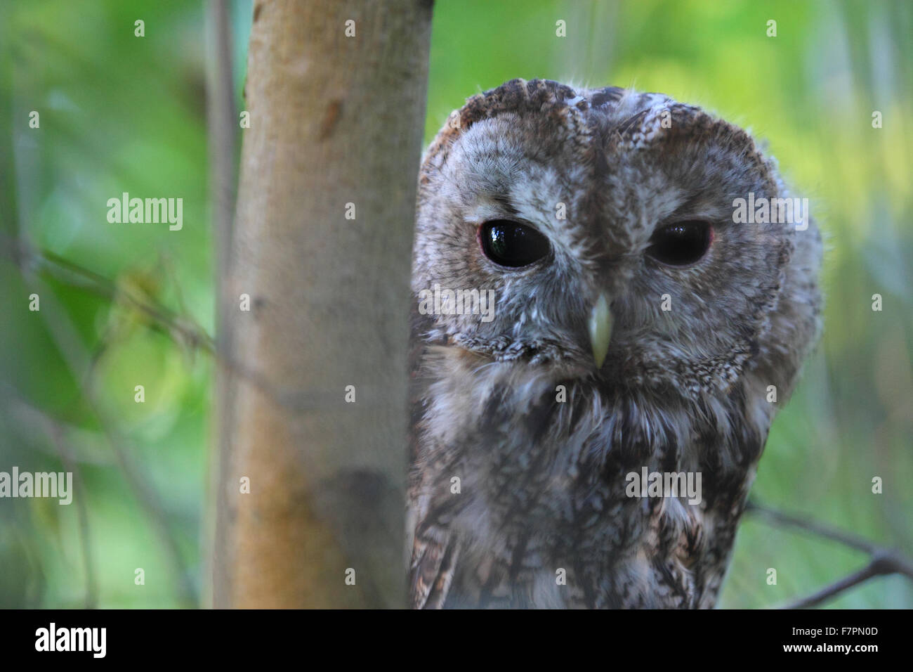 Porträt von wilden Waldkauz (Strix Aluco). Europa Stockfoto