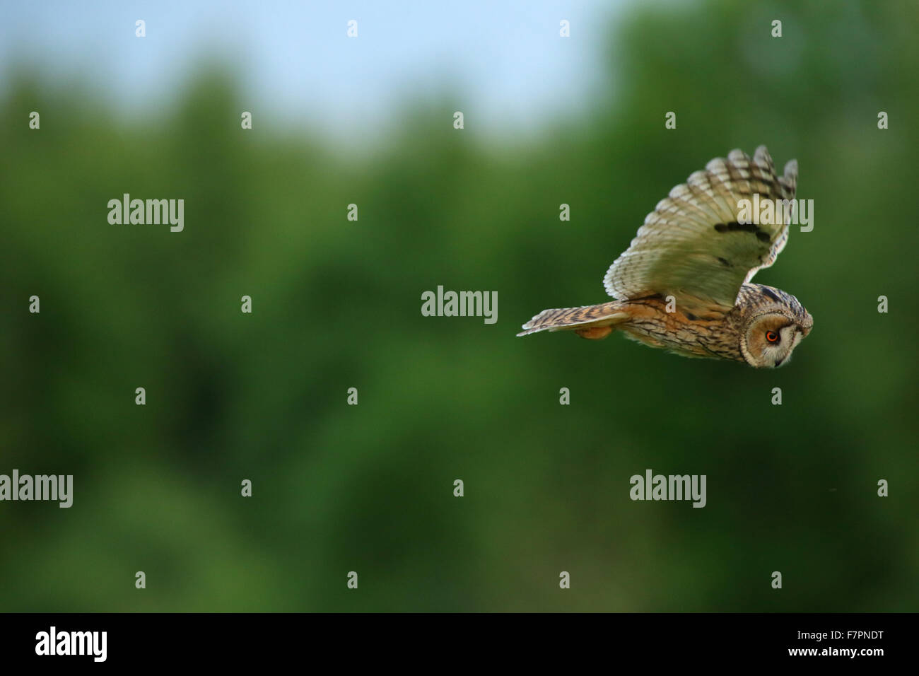 Waldohreule (Asio Otus) Jagd auf der Wiese, Europa Stockfoto