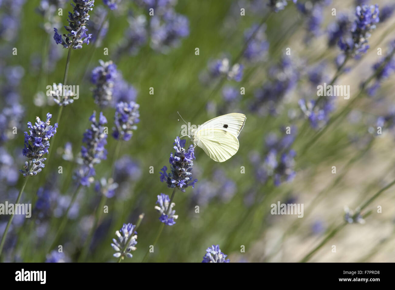 Ein Schmetterling auf Lavendel im Garten am Haus des Mönchs, East Sussex. Monk es House war der Schriftsteller Woolf Landhaus und Rückzug. Stockfoto