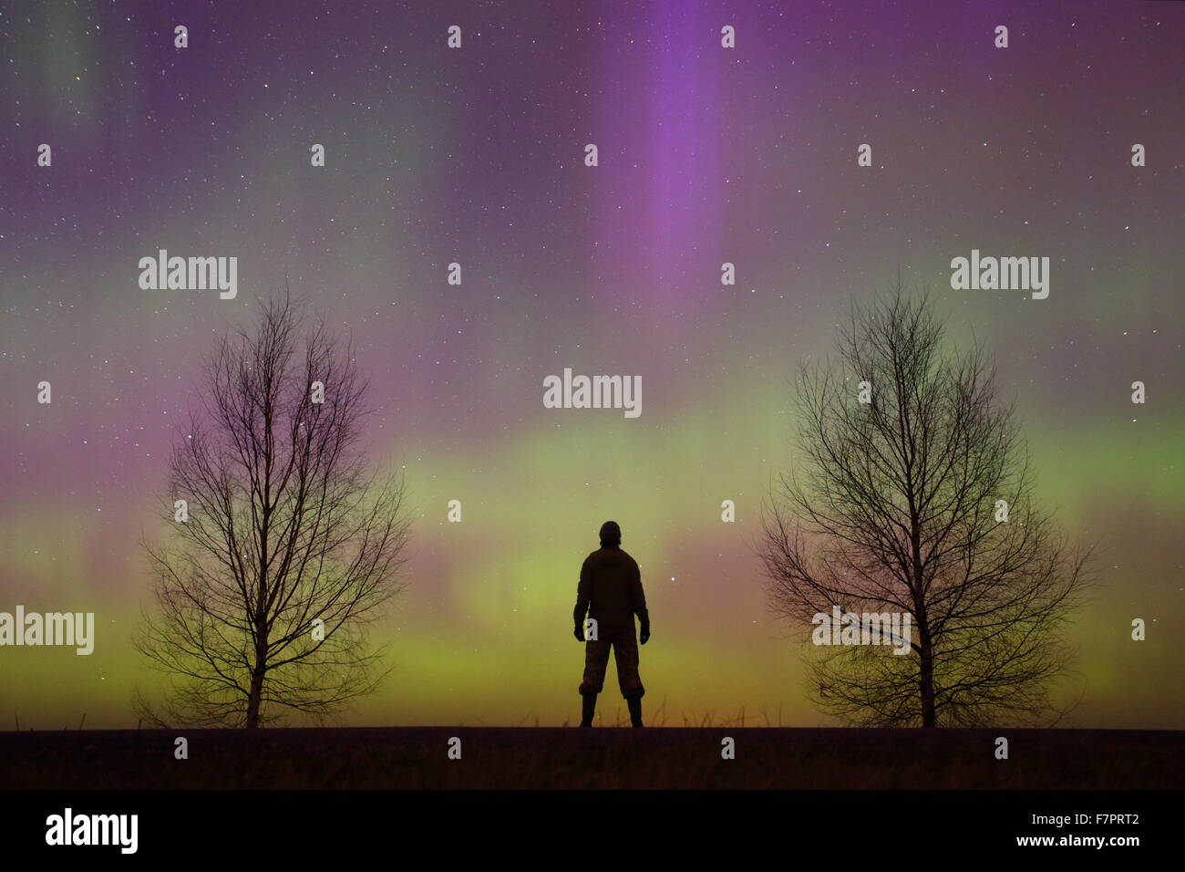 Mann beobachtet Nordlichter (Aurora Borealis) in Europa, Estland Stockfoto