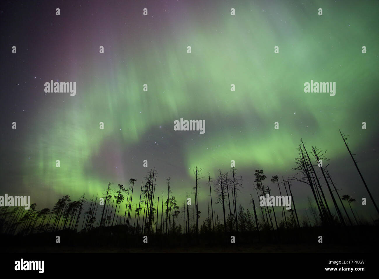 Nordlichter (Aurora Borealis) am Himmel über dem Moor. Alam Pedja Nature Reserve, Estland, Europa Stockfoto