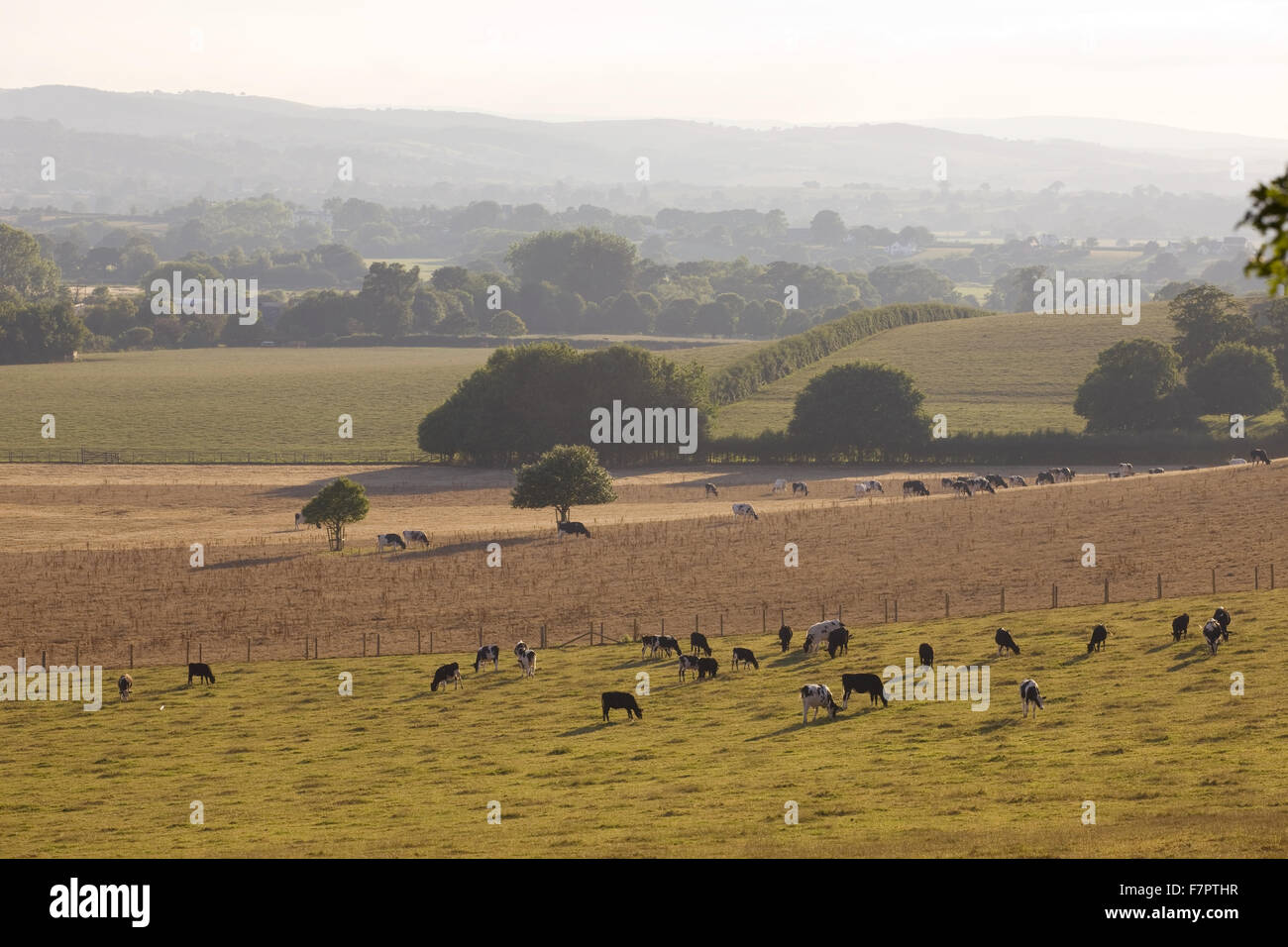 Blick über Felder aus der Parklandschaft am Killerton, Devon, mit Dartmoor jenseits gesehen. Stockfoto