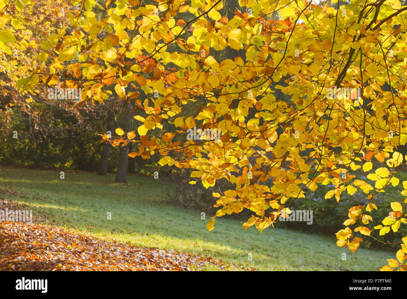 Herbstliche Buche Bäume auf dem Gelände am Killerton, Devon, im September. Stockfoto