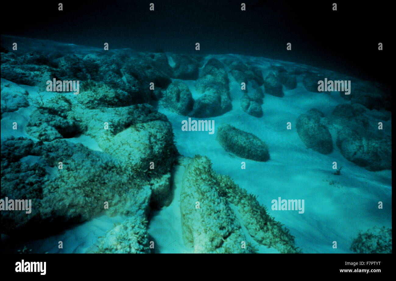 Fotografieren von Stromatolithen, eine solide Struktur erstellt von einzelligen Mikroben Cyanobakterien genannt. Von den Bahama-Inseln. Datierte 2015 Stockfoto