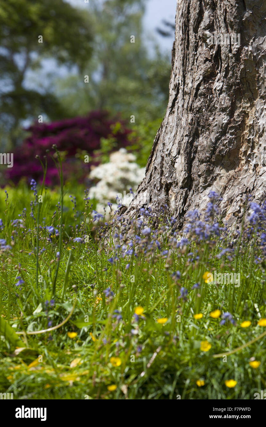 Der Garten am Knightshayes, Devon. Knightshayes ist ein spektakuläres neugotischen Haus inmitten von herrlichen Gärten und Parks. Stockfoto