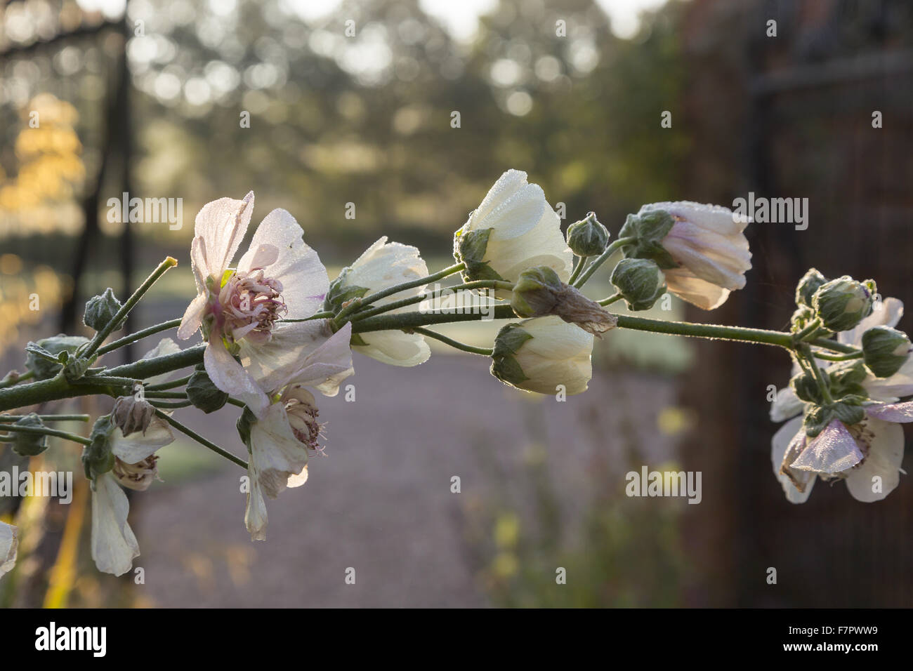 Nahaufnahme der Blumen wachsen im Garten im August im Packwood House, Warwickshire. Packwood House Ursprünge liegen im 16. Jahrhundert, aber es war in den 1920er Jahren aufwändig restauriert. Stockfoto