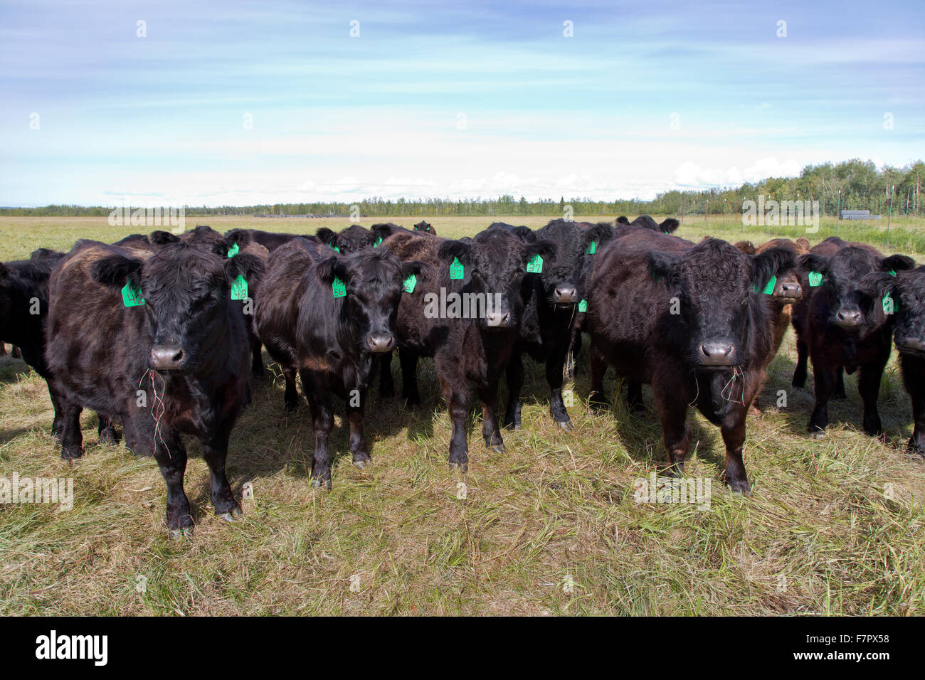 Black Angus X Galloway Rinder auf der Weide. Stockfoto