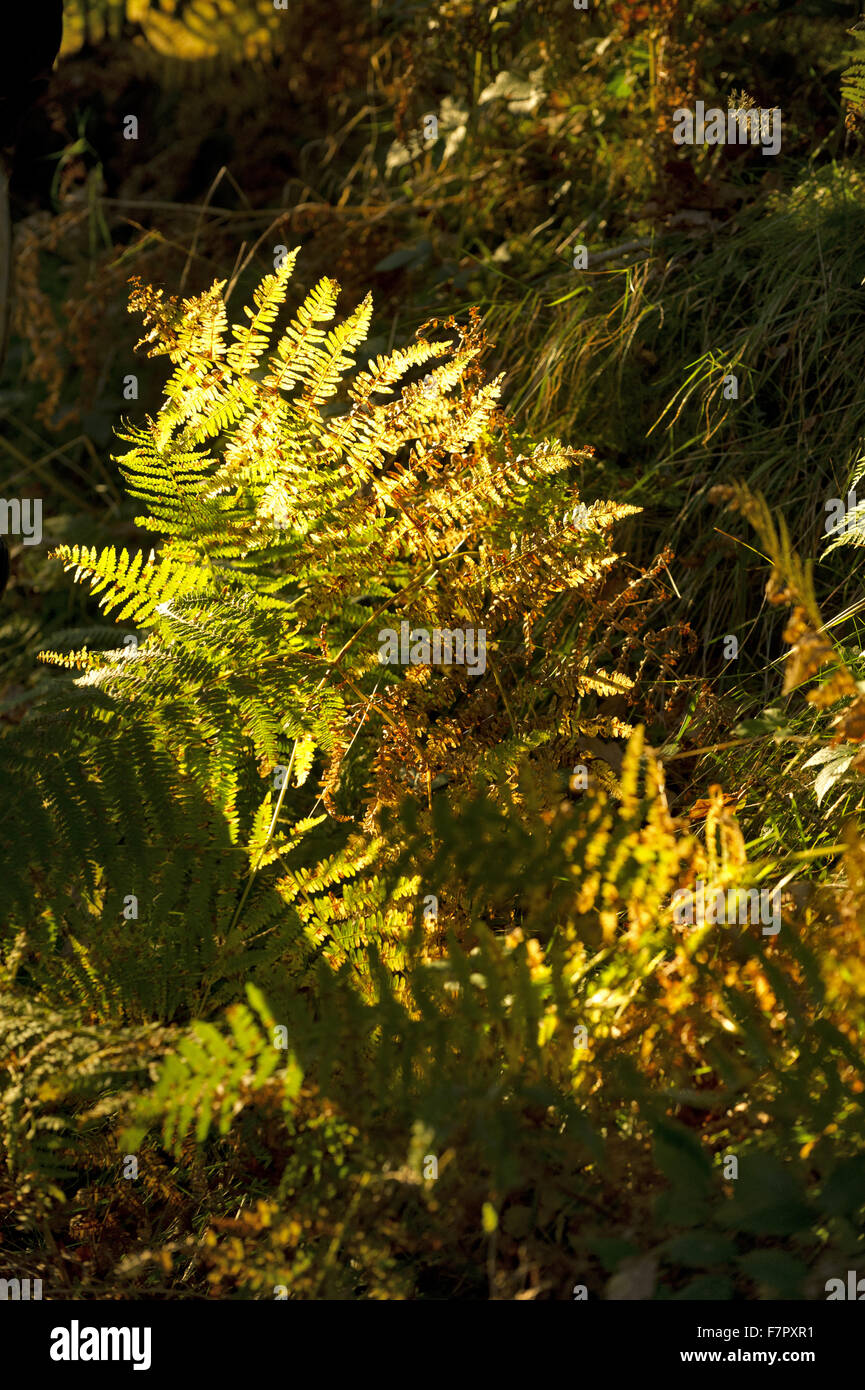 Bracken wächst in Dewerstone Wood, im oberen Plym Tal Dartmoor Nationalpark, Devon. Stockfoto