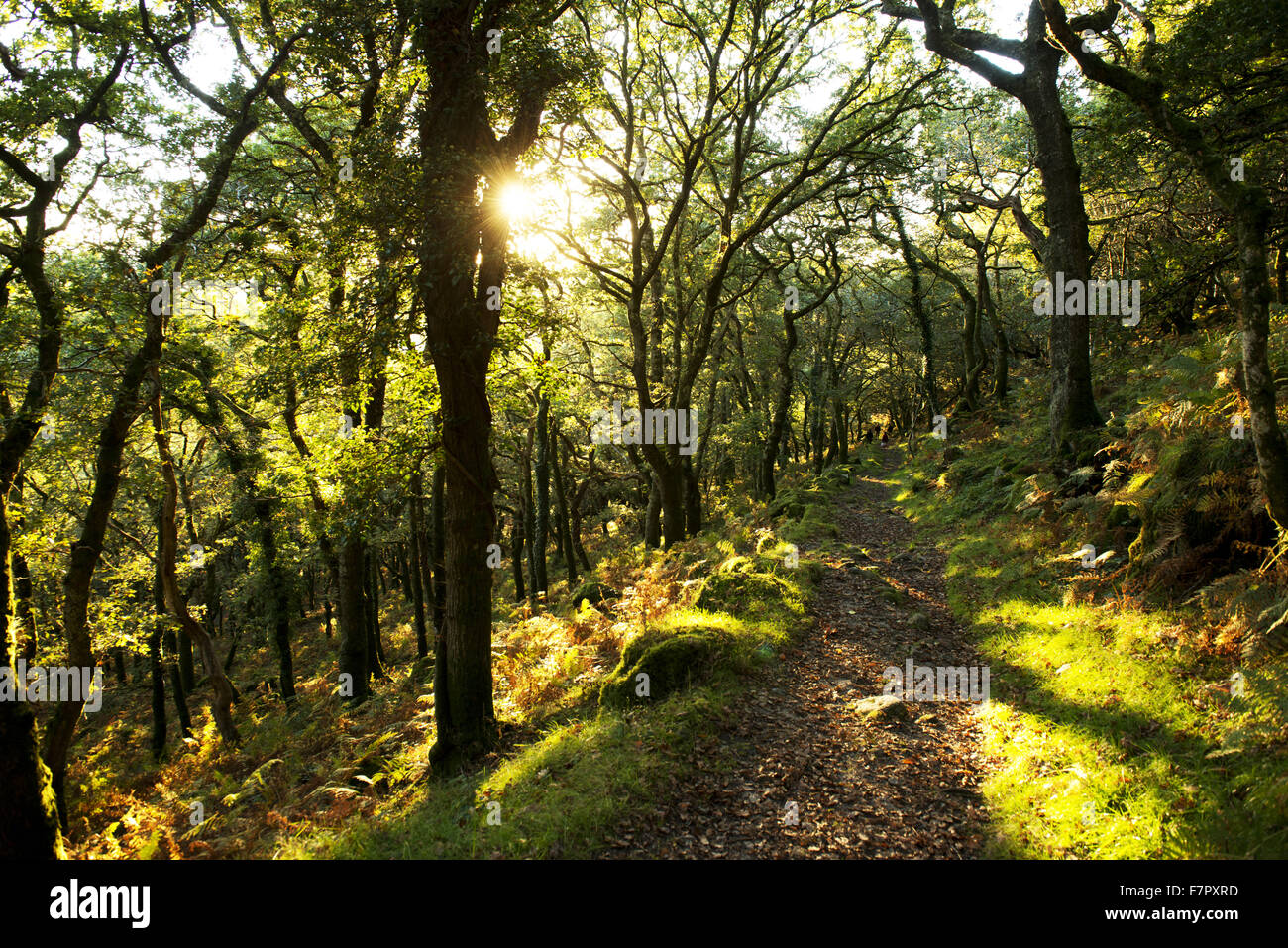 Dewerstone Holz, in der oberen Plym Tal, Dartmoor Nationalpark, Devon. Stockfoto