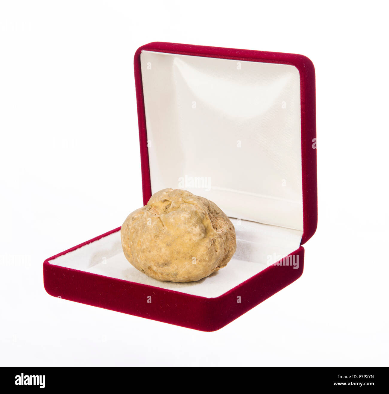 Stillleben mit Trüffel in einem roten Kästchen für Schmuck auf dem weißen Hintergrund Stockfoto