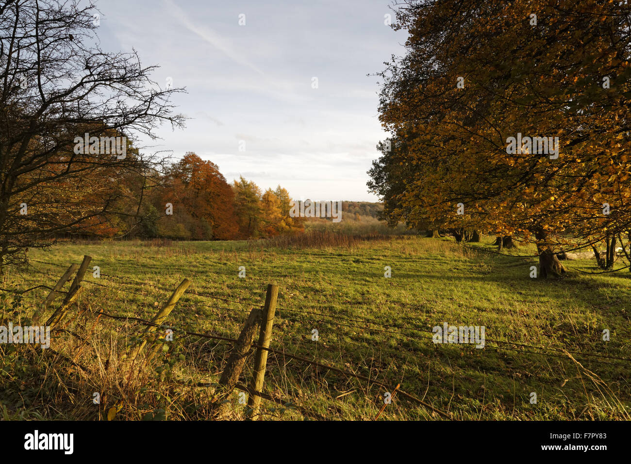 Herbstliche Wälder und Felder auf dem Ashridge Anwesen, Hertfordshire, im November. Stockfoto