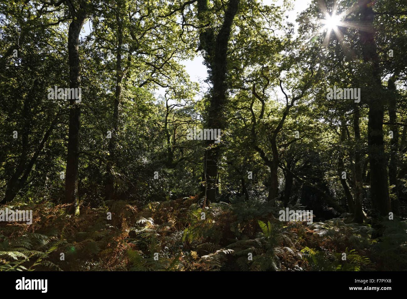 Farne in Dewerstone Holz, in der oberen Plym Tal, Dartmoor Nationalpark, Devon Stockfoto