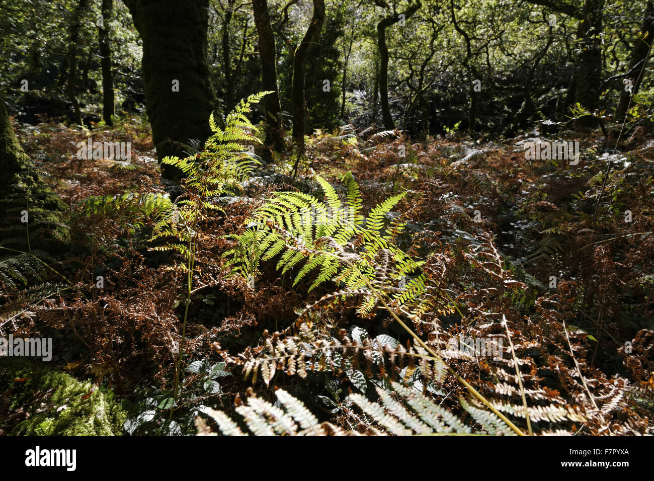 Farne in Dewerstone Holz, in der oberen Plym Tal, Dartmoor Nationalpark, Devon Stockfoto