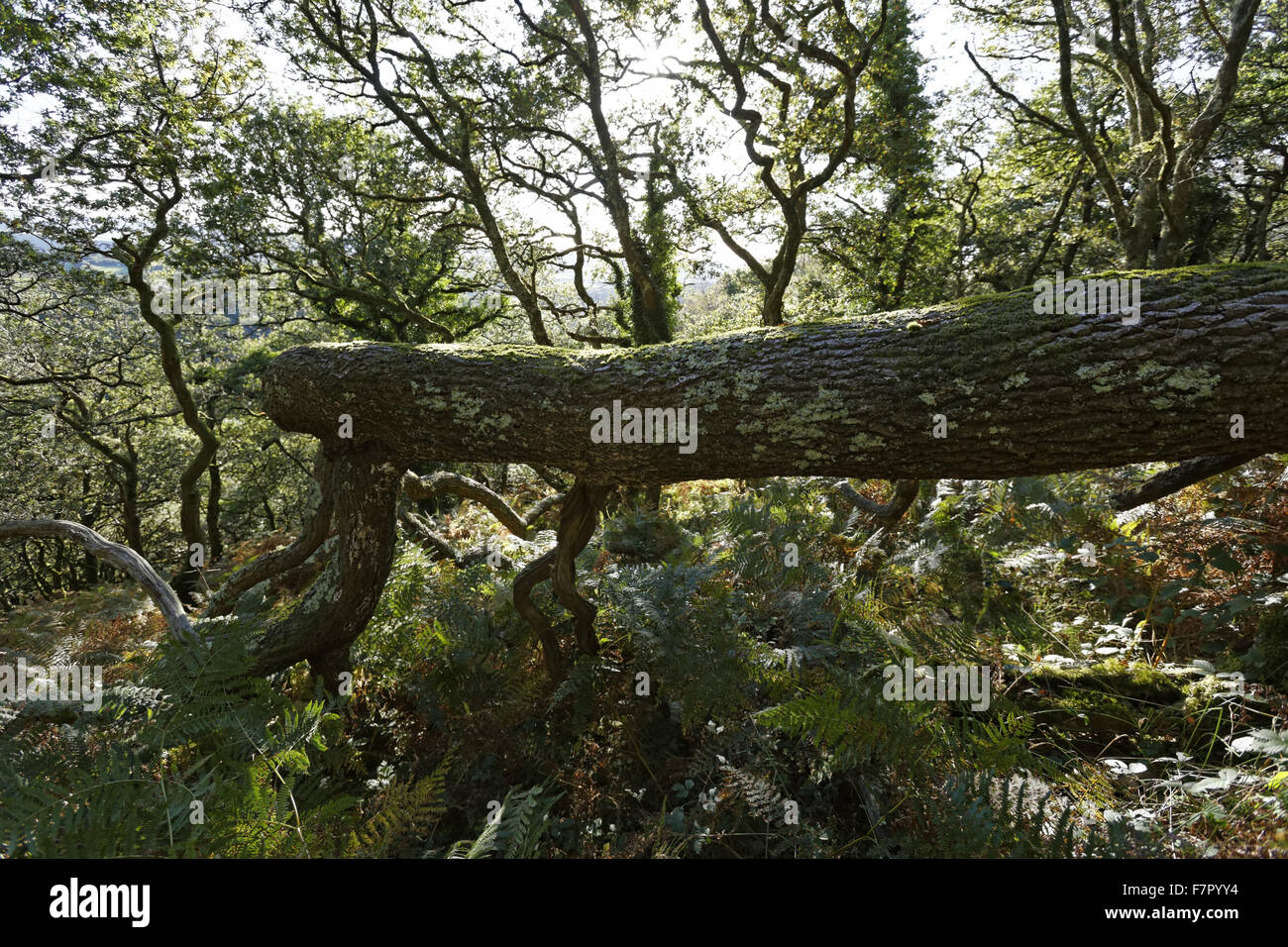 Umgestürzten Baum im Dewerstone Wood in der oberen Plym Tal, Dartmoor Nationalpark, Devon Stockfoto