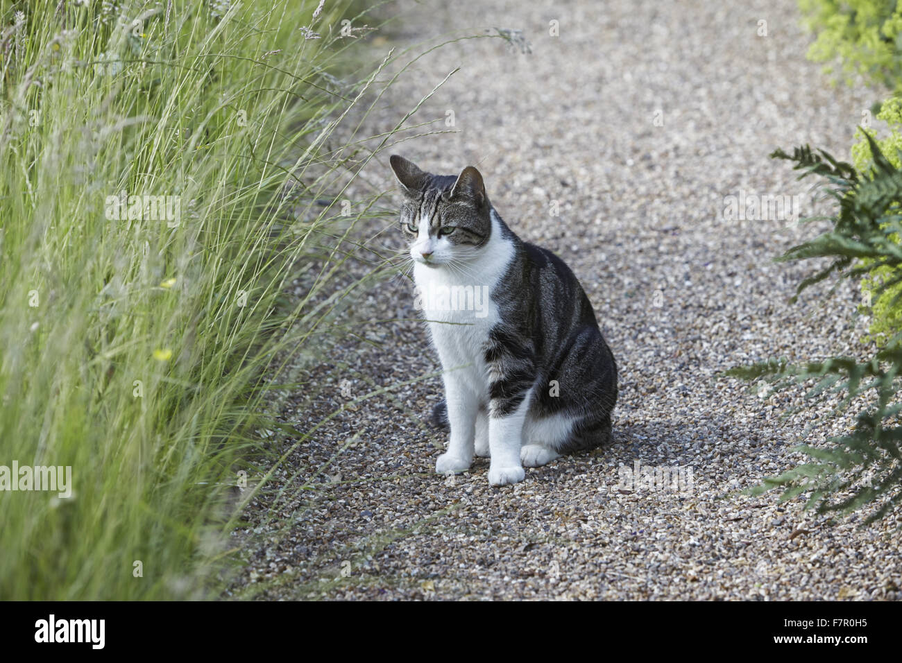 Katze im Garten am Fenton House and Garden, London. Fenton House wurde im Jahre 1686 erbaut und ist gefüllt mit Weltklasse dekorative und bildender Kunst-Sammlungen. Die Gärten sind ein Obstgarten, Gemüsegarten, Rosengarten und formale Terrassen und Rasenflächen. Stockfoto