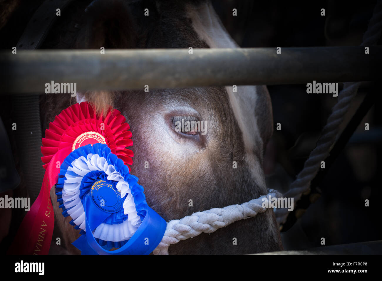 Bull gewinnt ersten Preis (rote Rosette) und den zweiten Preis (blaue Rosette) beim der 109. Weihnachten Fatstock Jahresausstellung von Rindern, Schweinen und Schafen in Uppingham, Rutland auf Mittwoch, 2. Dezember 2015. Stockfoto