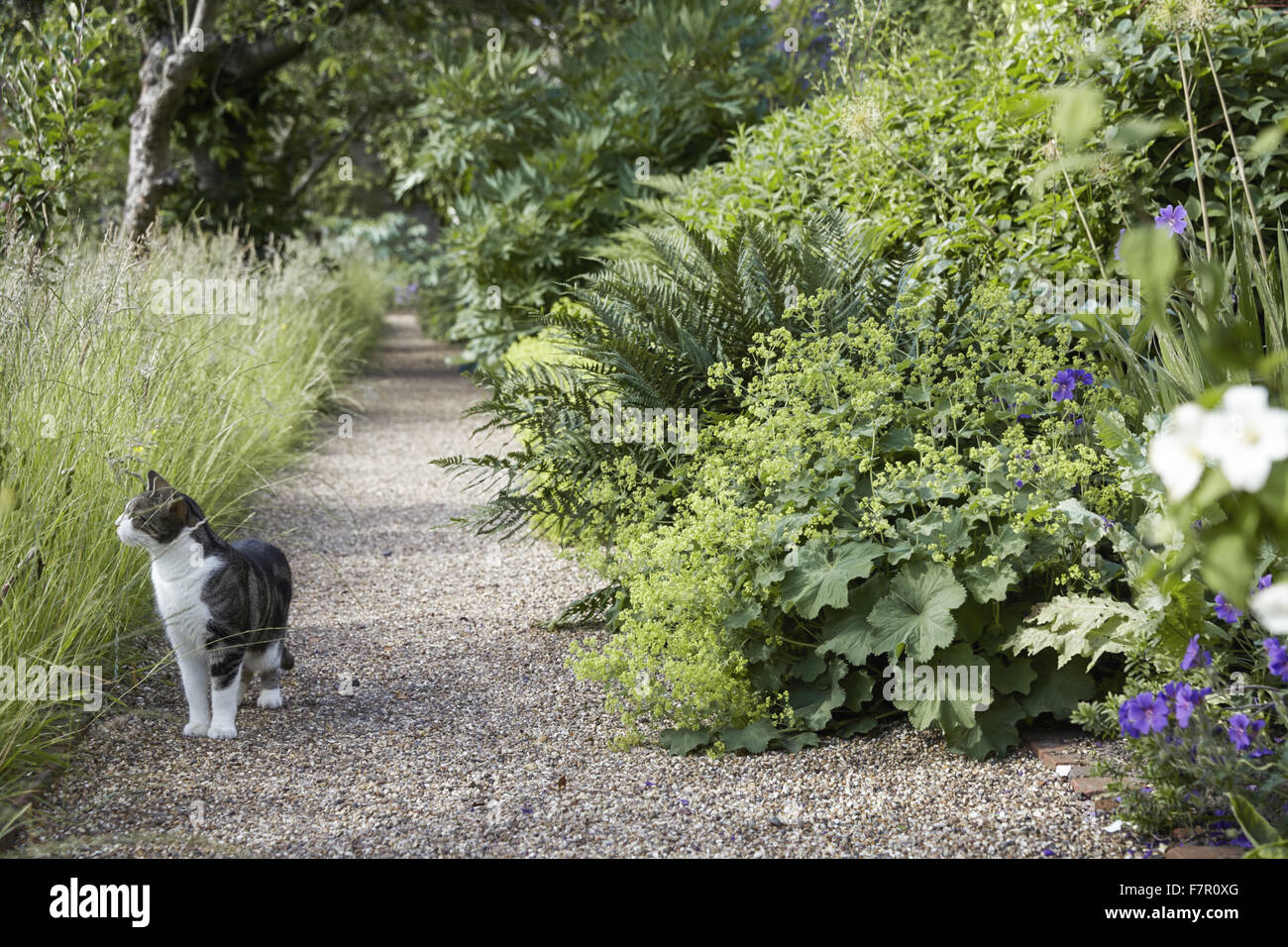 Katze im Garten am Fenton House and Garden, London. Fenton House wurde im Jahre 1686 erbaut und ist gefüllt mit Weltklasse dekorative und bildender Kunst-Sammlungen. Die Gärten sind ein Obstgarten, Gemüsegarten, Rosengarten und formale Terrassen und Rasenflächen. Stockfoto