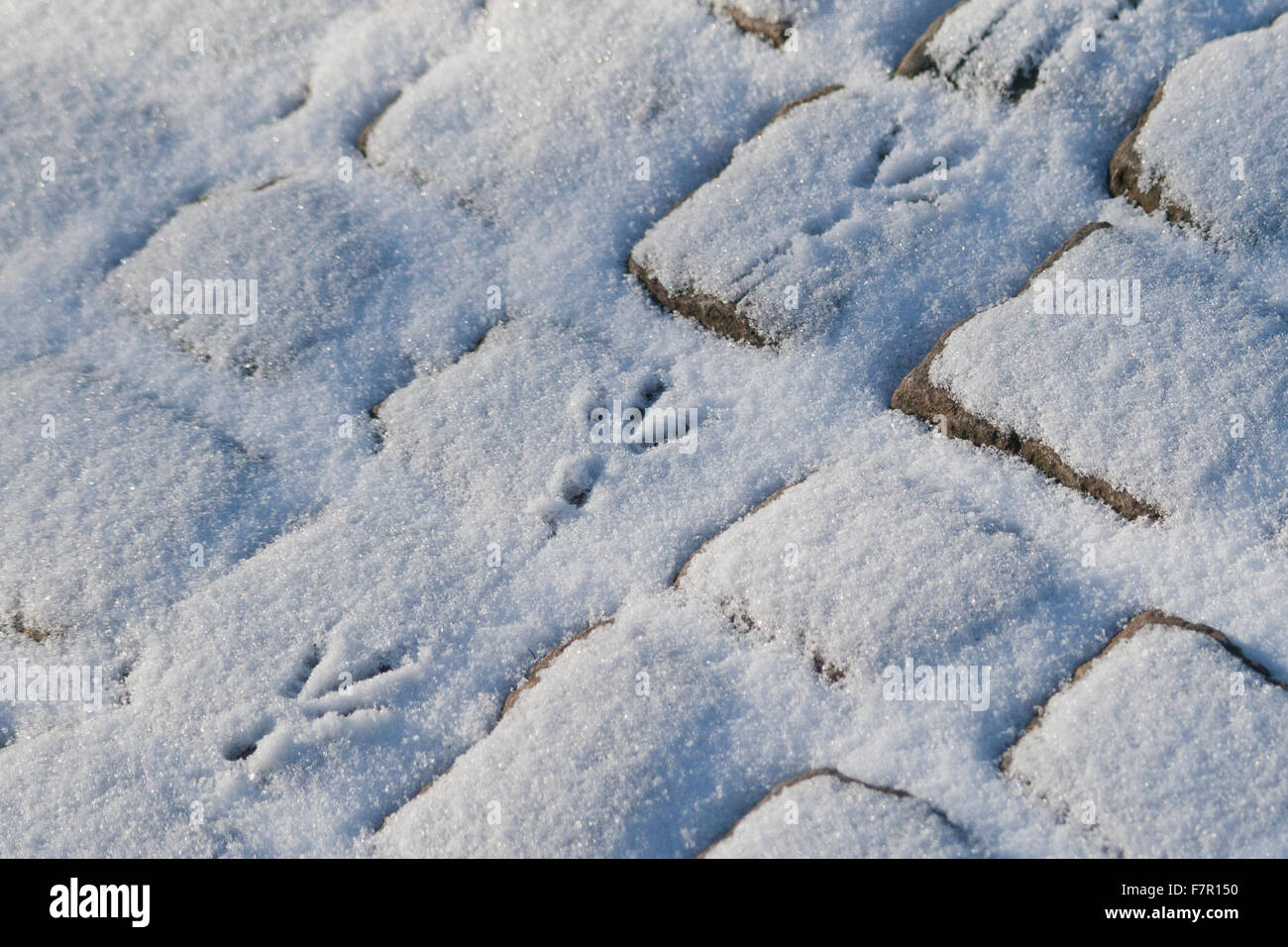 Vogels Tracks auf dem Schnee Stockfoto