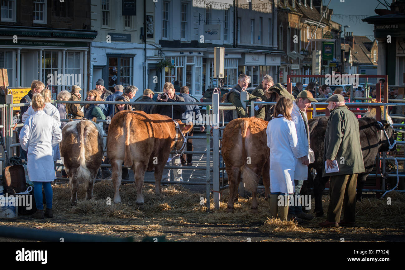 Uppingham, UK. 2. Dezember 2015. Aussteller auf der 109. jährlichen Weihnachten Fatstock zeigen von Rindern, Schweinen und Schafen in Uppingham, Rutland auf Mittwoch, 2. Dezember 2015. Bildnachweis: Vermischtes/Alamy Live News Stockfoto