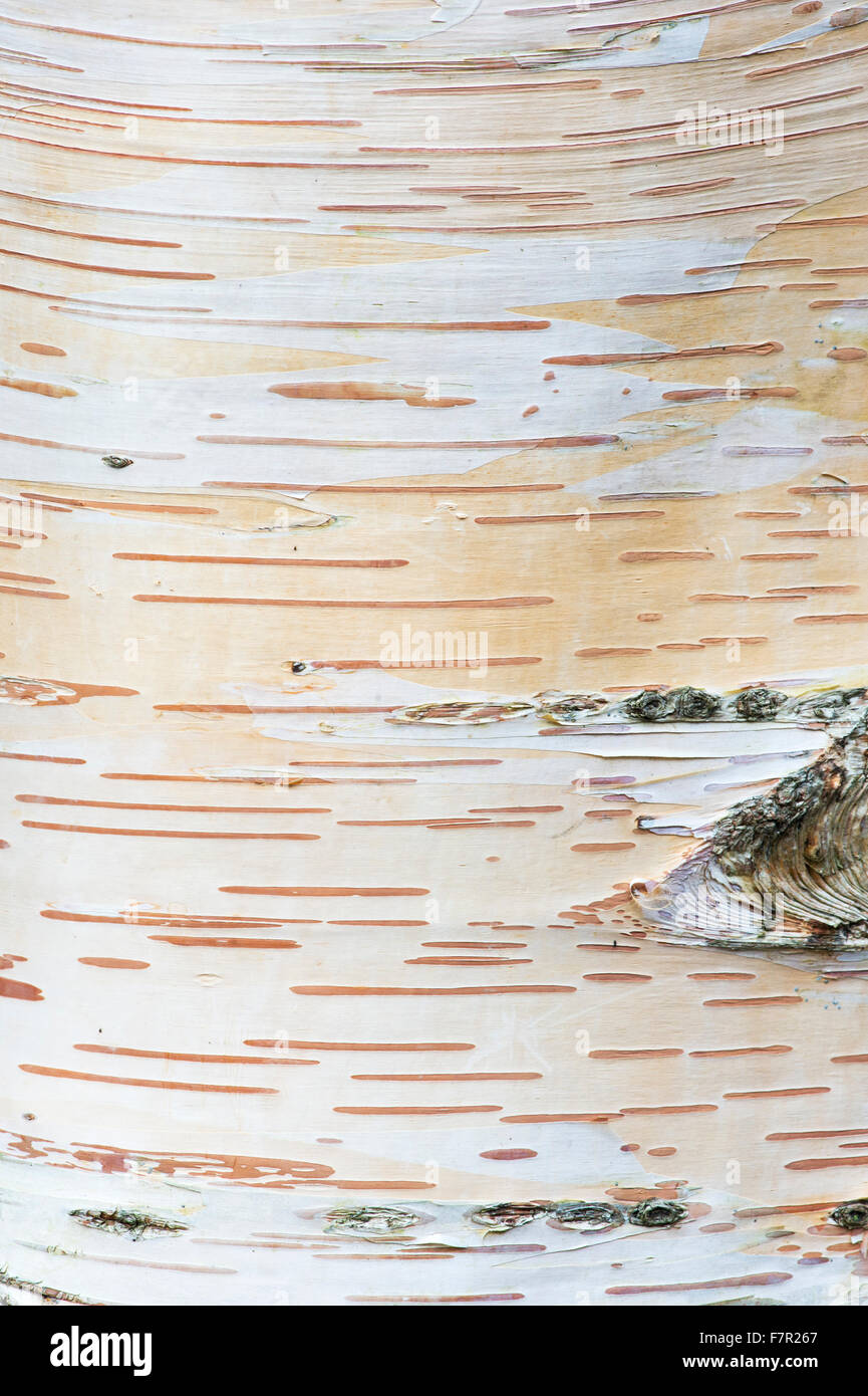 Betula Ermanii Pubescens. Weiße Birke Baumrinde Stockfoto