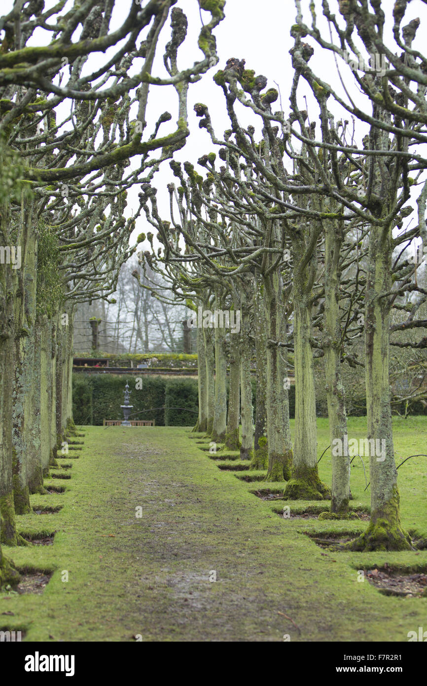 Bäume in den Gärten am Mottisfont, Hampshire, im Winter. Der Garten verfügt über uralte Bäume, plätschernde Bäche und Wiesen Walzen. Stockfoto
