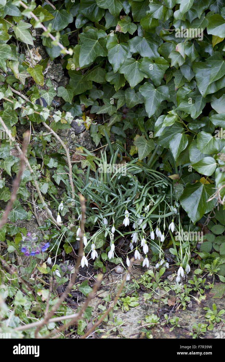 Der Garten im Frühjahr in Monk es House, East Sussex. Monk es House war der Schriftsteller Woolf Landhaus und Rückzug. Stockfoto