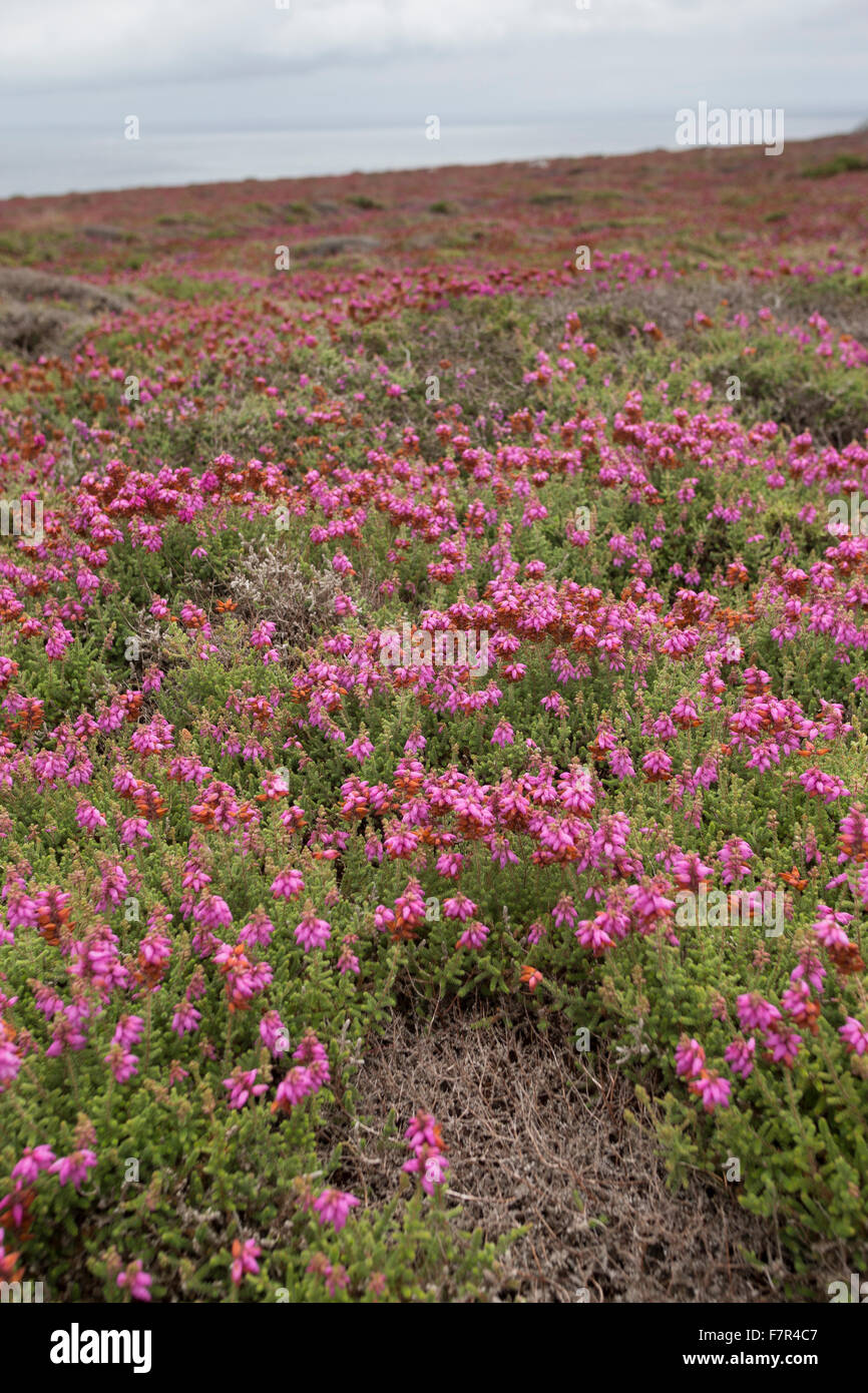 Dorset Heide, Wimpern-Heide, Wimpernheide, Wimperheide, Wimper-Heide, Dorset-Heide, Erica Ciliaris, Bruyère Ciliée, Küstenheide Stockfoto