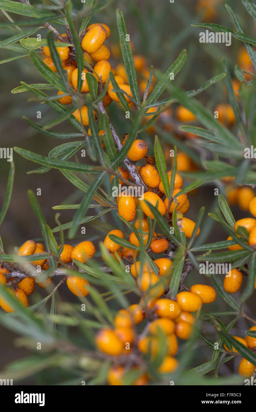 Gemeinsamen Sanddorn, Sanddorn, Obst, Sanddorn, Frucht, Früchte, Beeren, Hippophae Rhamnoides, Argousier, Saule Épineux Stockfoto