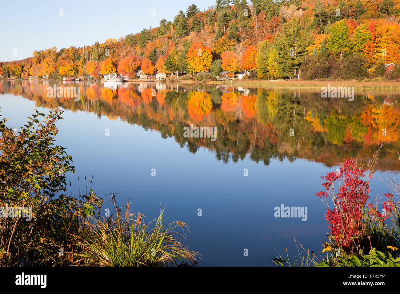 Brillante Herbstfarben spiegeln sich in eine glatte, ruhige See im Morgenlicht.  Vordergrund Büsche Rahmen Sie die Szene und Viewer ziehen. Stockfoto
