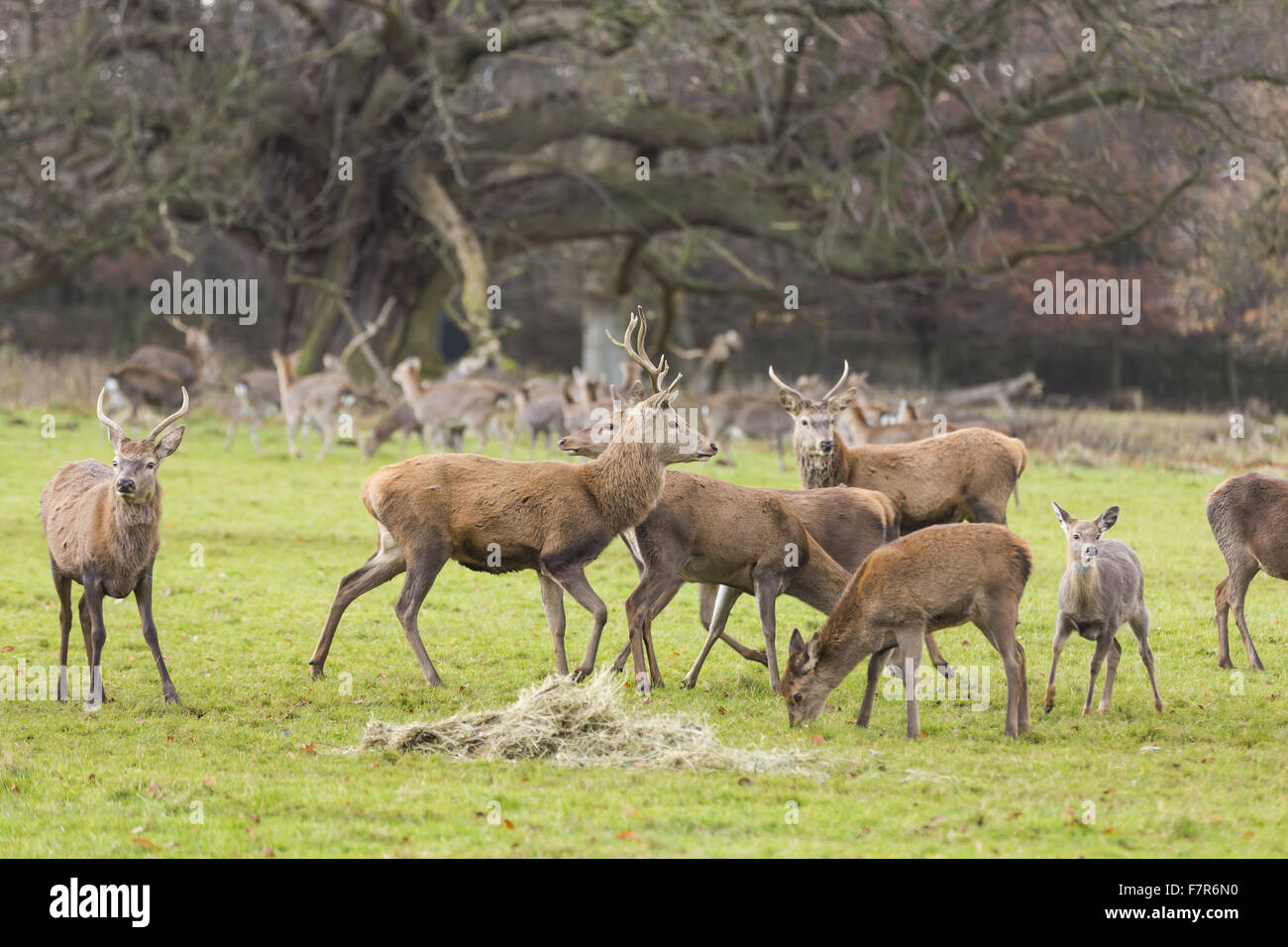 Studley Royal Deer Park zur Weihnachtszeit, North Yorkshire. Stockfoto