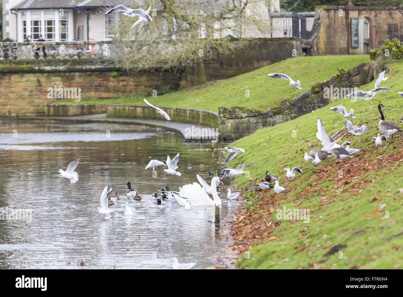 Ein Vogelschwarm am Studley Royal Water Garden, North Yorkshire. Stockfoto