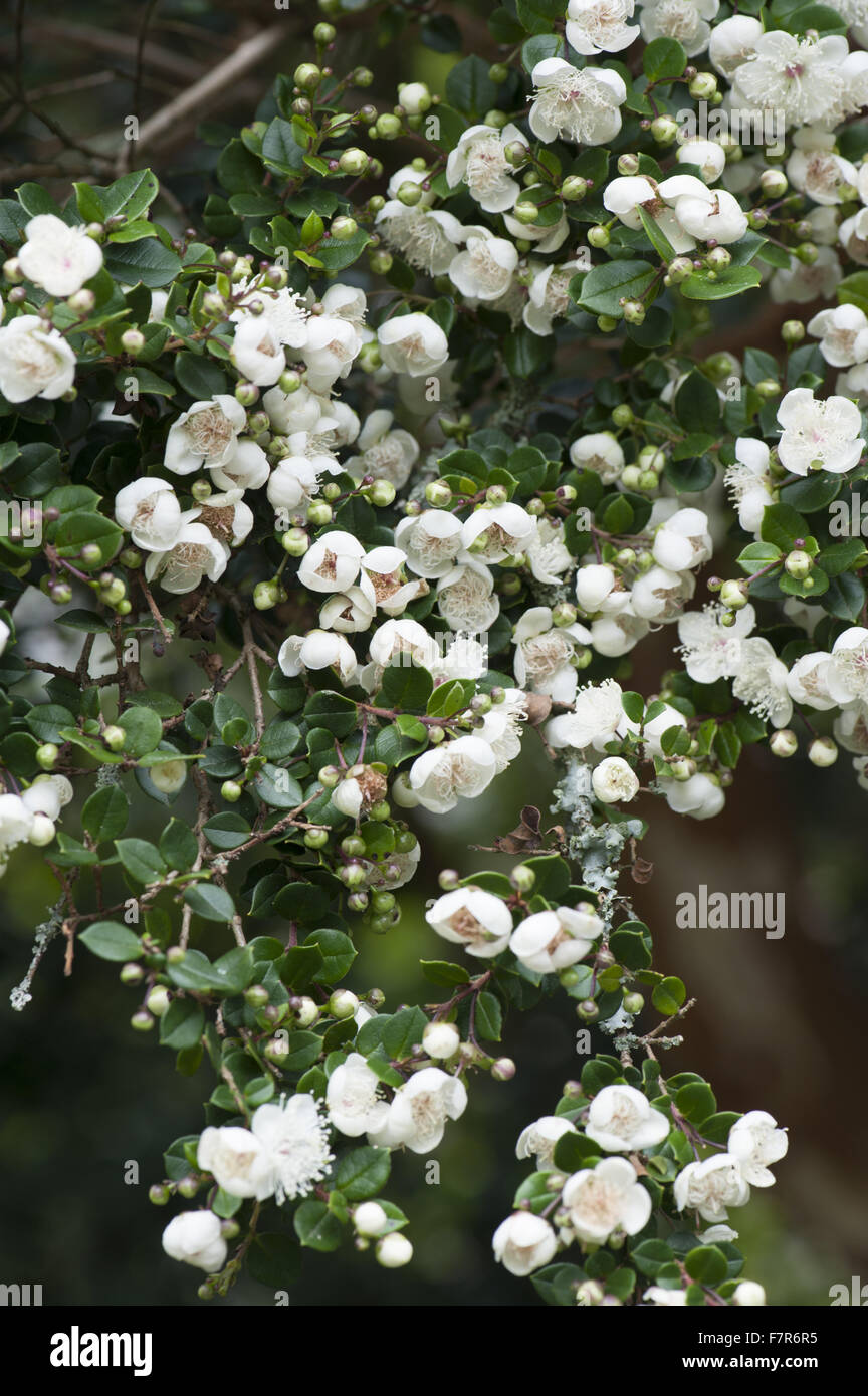 Luma Apiculata im Garten am Coleton Fishacre, Devon. Der Garten am Coleton Fishacre liegt in einem Tal, das Trommeln mit unterschiedlichen und exotischen Pflanzen hinunter zum Meer. Stockfoto