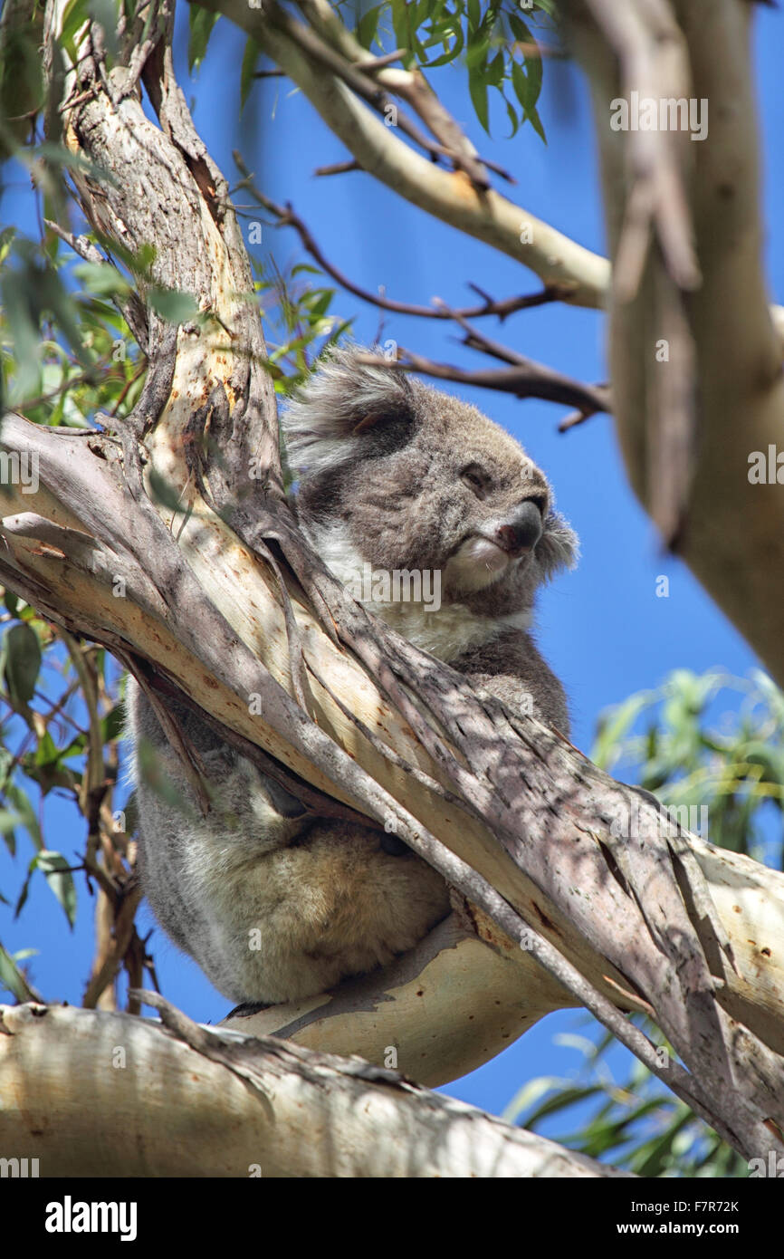 Koala (Phascolarctos Cinereus) sitzt auf einem Eukalyptusbaum auf Phillip Island, Victoria, Australien. Stockfoto