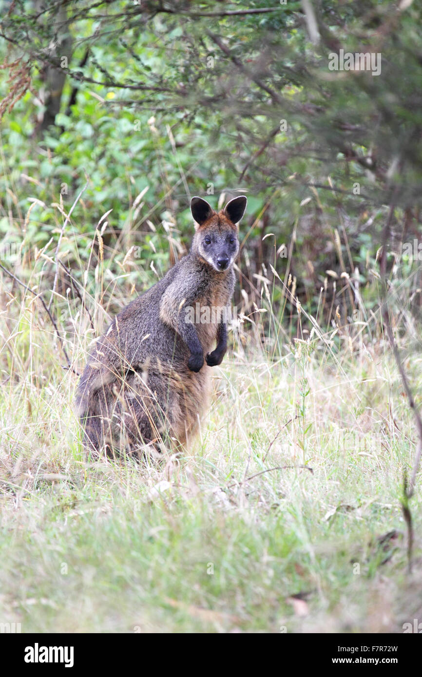 Swamp Wallaby (Wallabia bicolor) sitzt im Busch auf Phillip Island, Victoria, Australien. Stockfoto