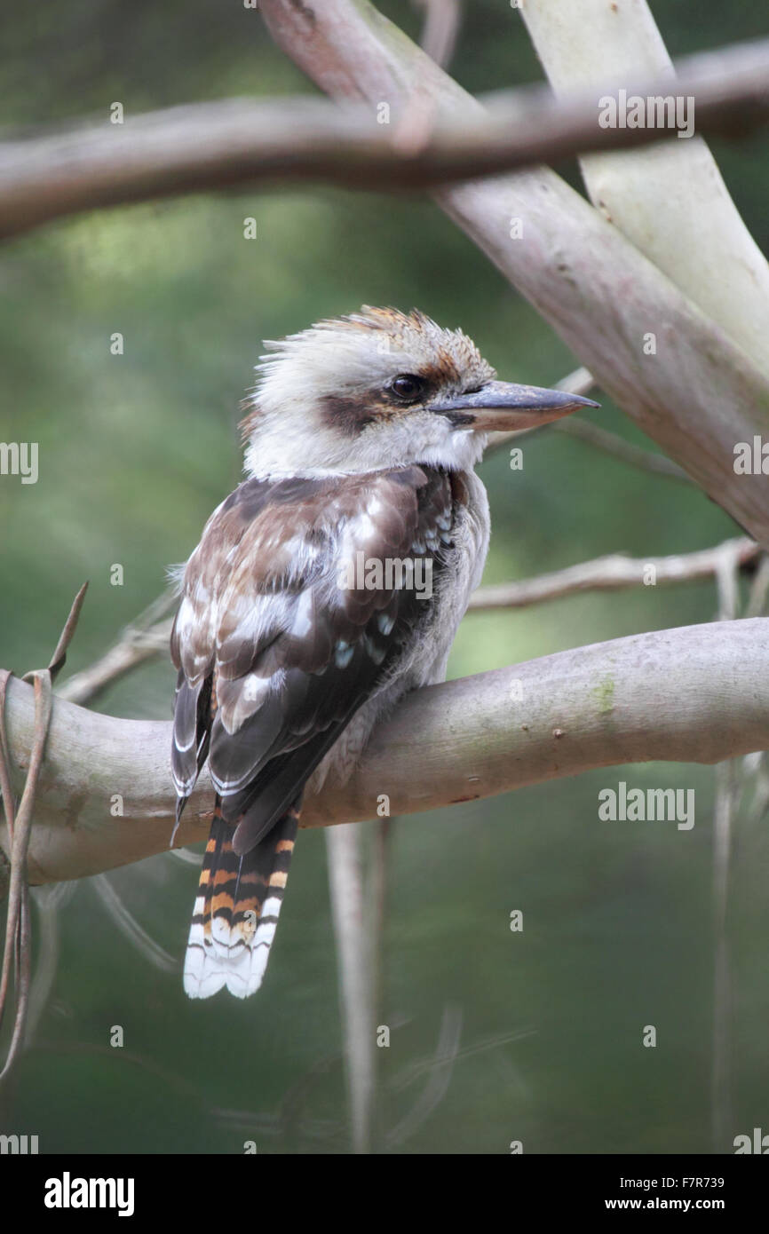 Lachende Kookaburra (Dacelo Novaeguineae) sitzt auf einem Baum auf Phillip Island, Victoria, Australien. Stockfoto