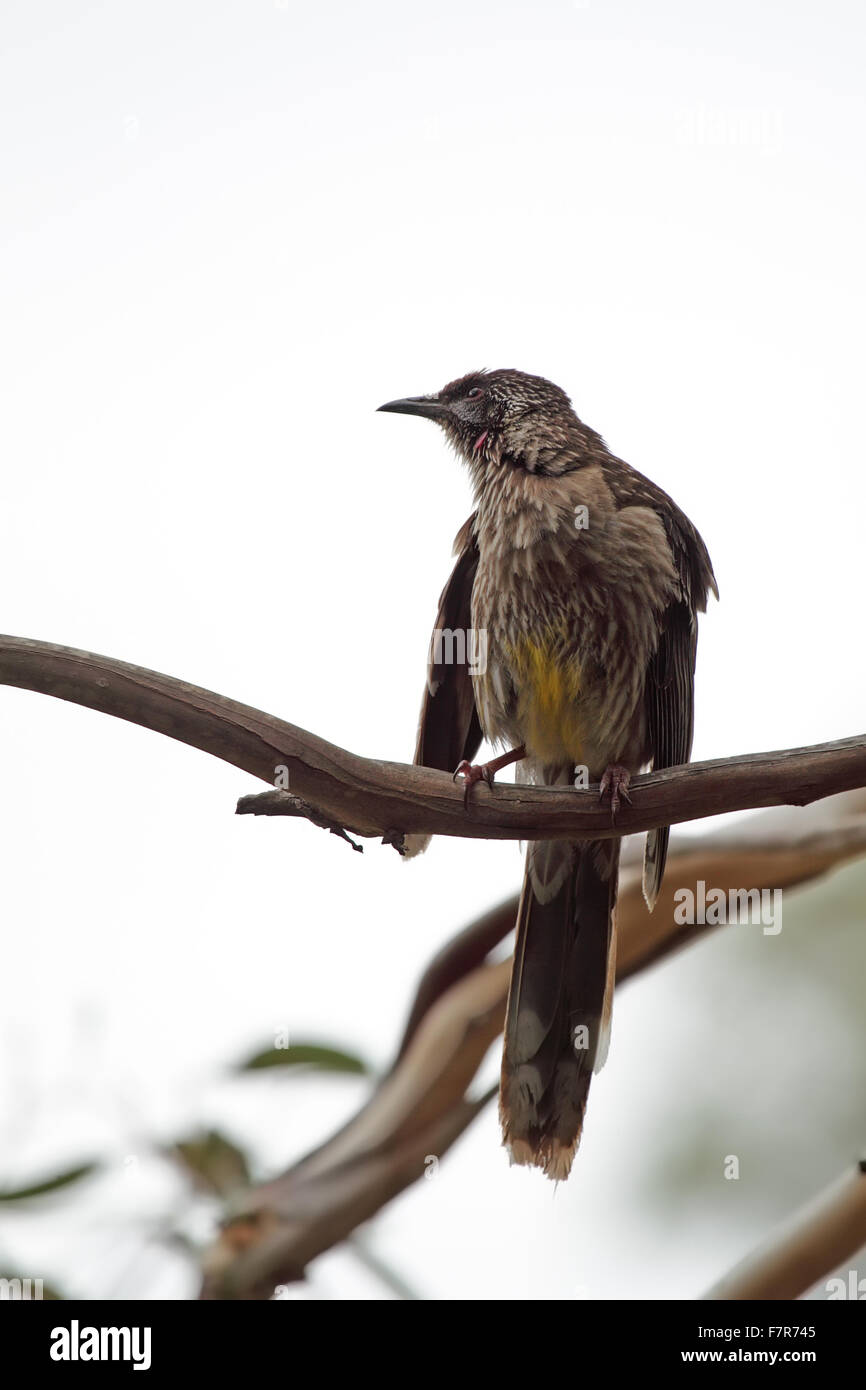 Rotes Wattlebird (Anthochaera Carunculata) sitzt auf einem Baum auf Phillip Island, Victoria, Australien. Stockfoto