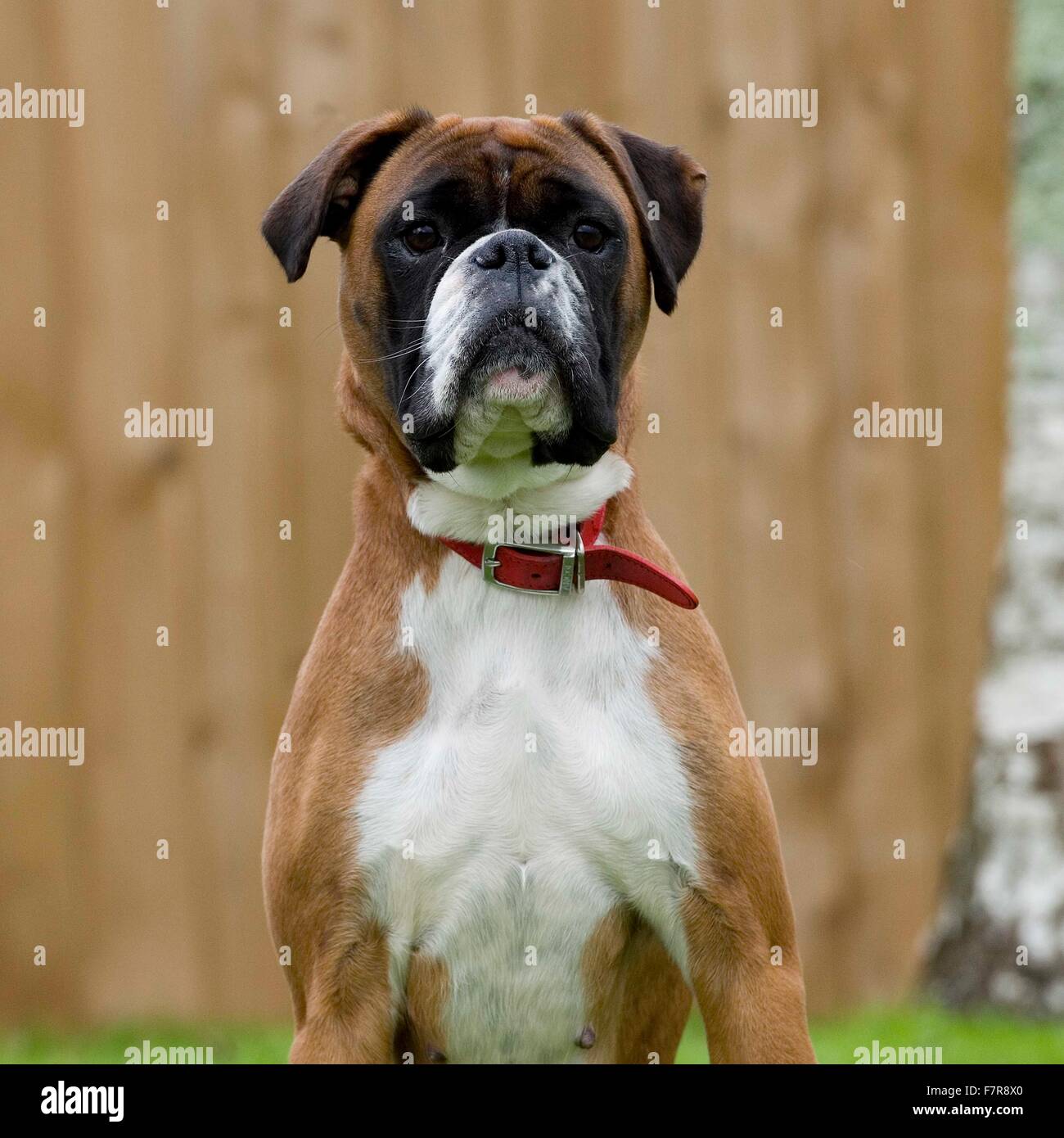 Boxer Hund Stockfoto