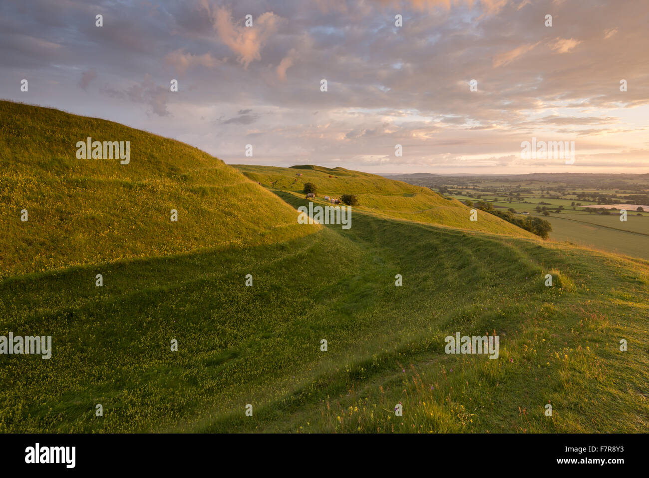 Hambledon Hill, Dorset. Der Hügel ist einer prähistorischen Wallburg und National Nature Reserve, gelegen in der Blackmore Vale, in der Nähe von Blandford Forum. Stockfoto