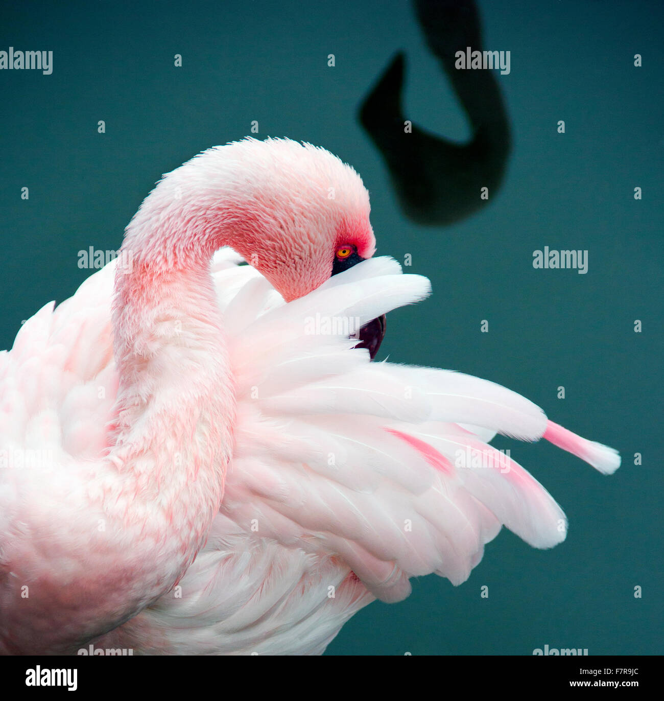 Anden Flamingo seine Federn putzen Stockfoto