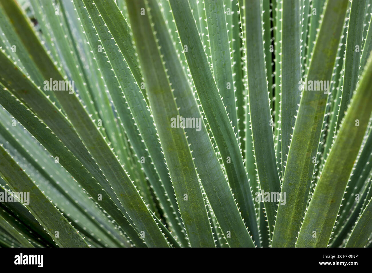 Agave wächst in den Walled Garden in Felbrigg Hall, Gärten und Anwesen, Norfolk. Stockfoto