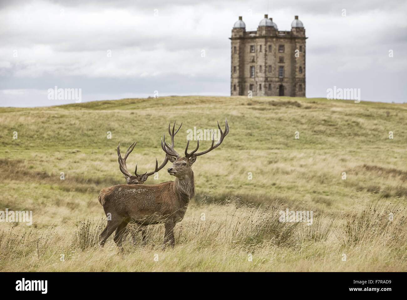 Rehe auf dem Gelände des Lyme Park, Haus und Garten, Cheshire. Lyme Park liegt in 1400 Hektar großen Park und bietet einen herrlichen Blick über Manchester und Cheshire Plain. Stockfoto