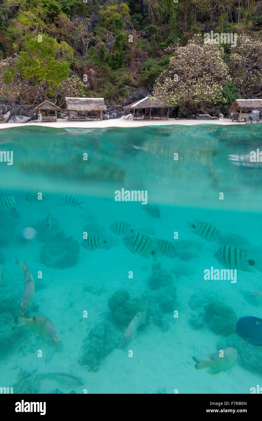 Ein halb Unterwasser Foto mit tropischen Fischen und einem weißen Strand Stockfoto