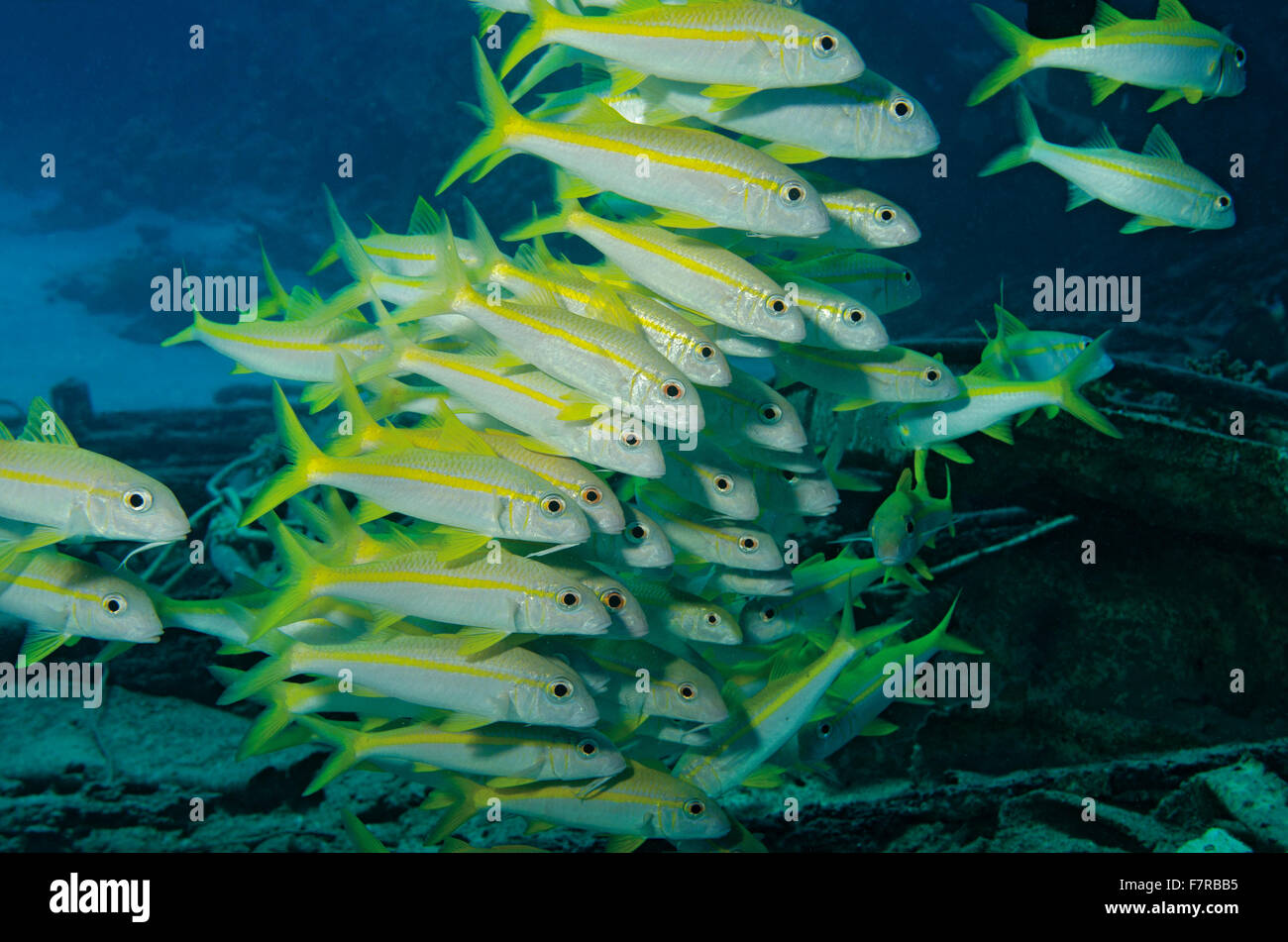 Schwarm Gelbflossen Goatfish; Mulloidichthys guentheri, Schwimmen über Schiffbruch im Roten Meer, Marsa Alam; Ägypten Stockfoto