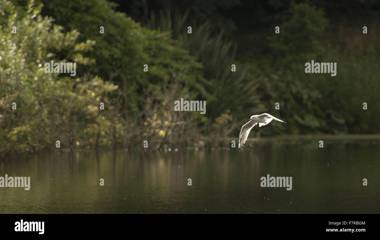 Vogel fliegt über den See im Mount Stewart House, Garden und Tempel der Winde, County Down. Die Gärten am Mount Stewart sind weltberühmt für ihre Pracht und Fett Bepflanzung finanzierbar. Stockfoto